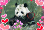 my panda