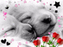 dogs