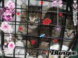 chatons