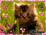 chat 