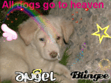 All dogs go to heaven......