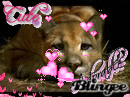 cute  cougar!