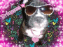 Roxy Roxy