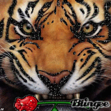 tiger with rose 