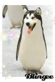 husky pinguin