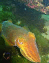 underwater