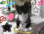 My kitty jessica