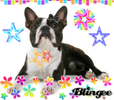 Cute Boston Terrier!