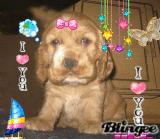 perritos lindos