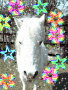 BlingBlingQueen13