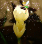 flower_fairy