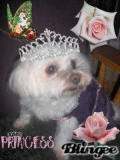 Hogan's Princess Kayde