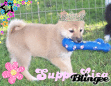Shiba Inu