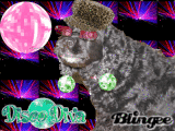 disco diva