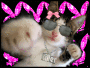 cutie pussy