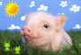 Piggy