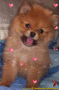cute puppy