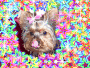 Yorkie Star