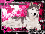 rock dog
