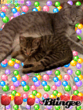 My.Cats