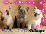 Chats sacré de Birmanie