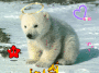 nounours polaire