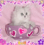 chaton rigolo