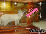 Princess cat