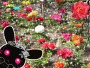 Bunny's Special Garden