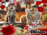 Patte Tigrée du clan du sang.