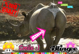 hippo
