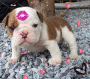 Cute Puppy