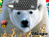 orso polare