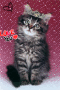 kitten