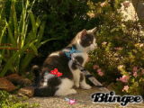 chat