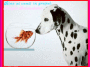 A fish and a dog