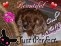 mon chien