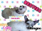 Dogs