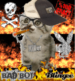 ganster cat!!!!!! ganster cat!!!!!!