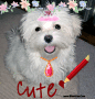 maltese pup