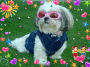 my shih tzu