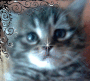 fifi