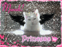 My Pet