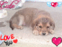 My dog Angel
