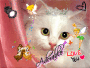 Chats Chats