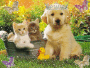 chien