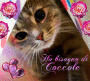 micio coccole 