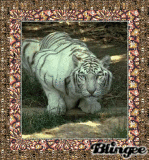 White Tiger for Dawnunrelenting