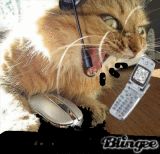attention se chat est occuper a faire un blingee gare a selui qui le derange!!
