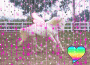 White Pegasus